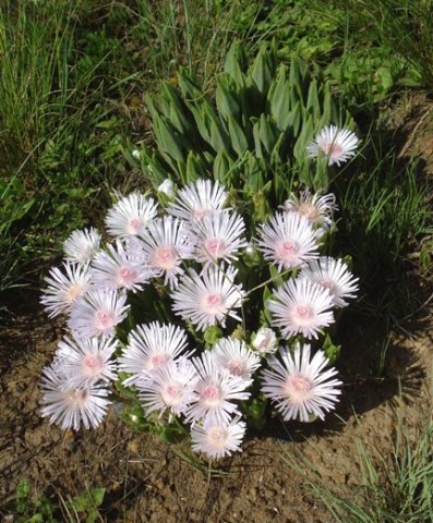 Delosperma ashtonii leaves
